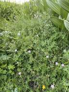 Image of California cranesbill