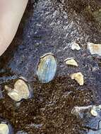 Image of blue-rayed limpet