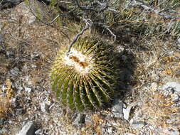 Image of Cactus