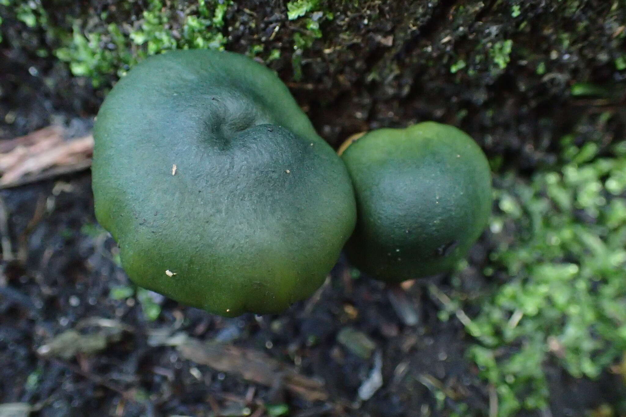 Sivun Cortinarius austrovenetus Cleland 1928 kuva