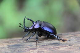 Image of Enoplotrupes