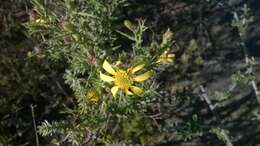 Image of Osteospermum spinosum L.