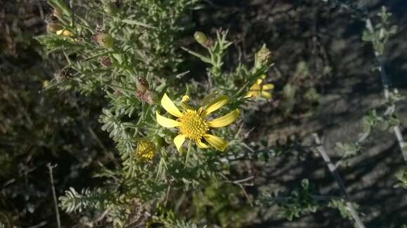 Plancia ëd Osteospermum spinosum L.