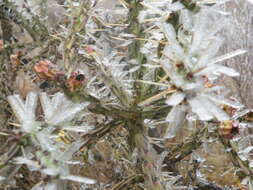 Image de Cylindropuntia imbricata (Haw.) F. M. Knuth