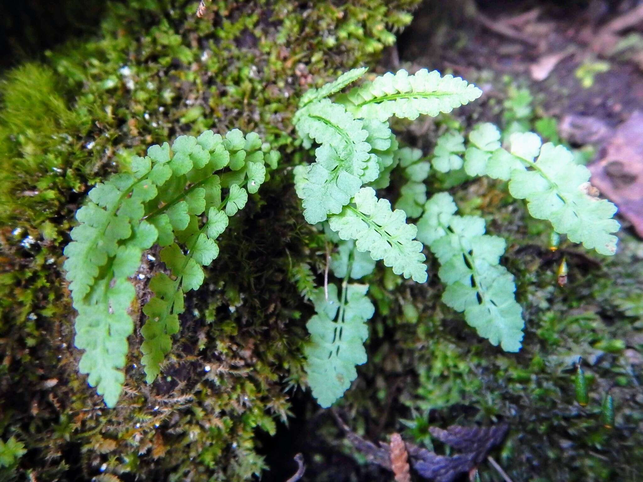 Image of smooth woodsia