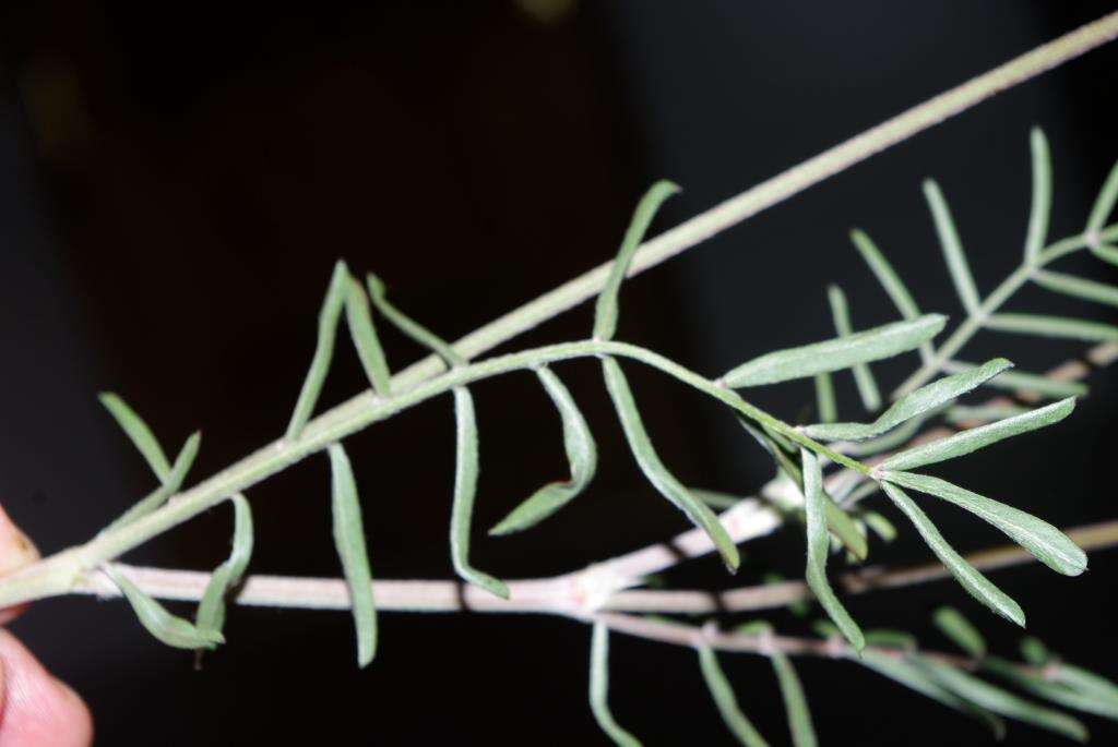 Слика од Onobrychis alba (Waldst. & Kit.) Desv.