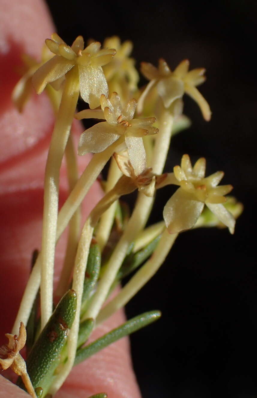 Image of Struthiola eckloniana (Meissn.) Gandoger