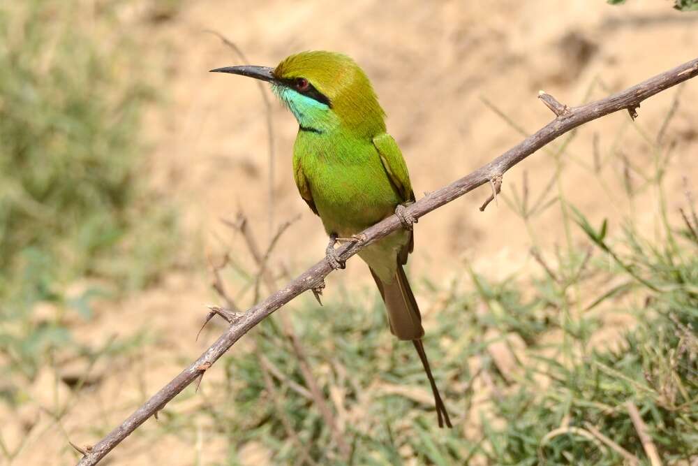 Image of Asian Green Bee-eater