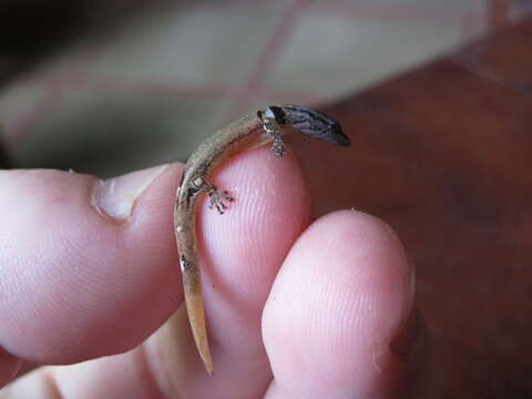 Image of Sphaerodactylus millepunctatus Hallowell 1861