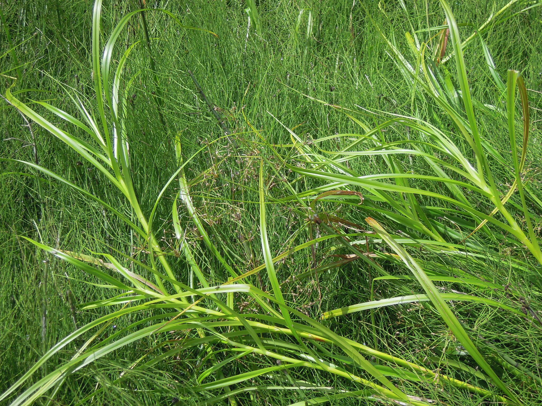 Image of Scirpus radicans Schkuhr