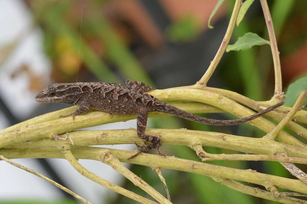 Image of Chiapas Ornate Anole