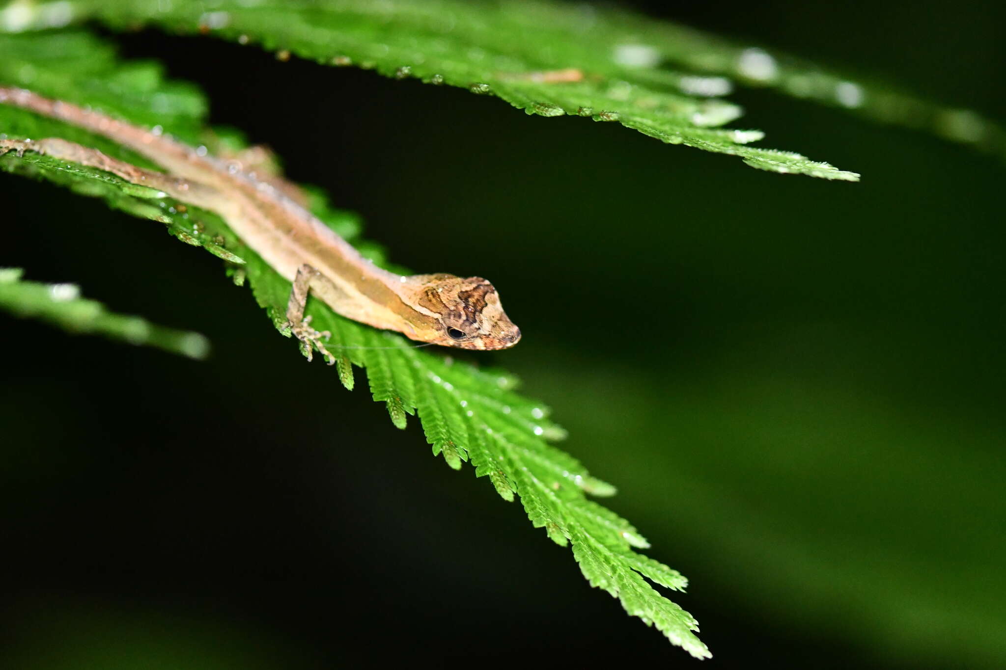 Image of Granular Anole