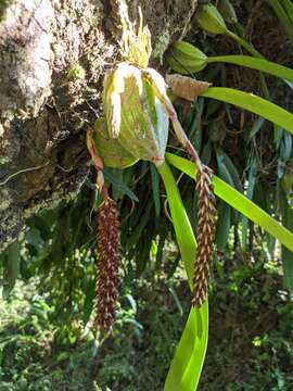 Image of Bulbophyllum careyanum (Hook.) Spreng.