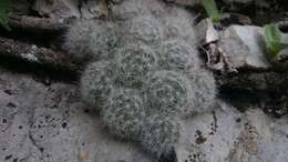 Image of Mammillaria glassii subsp. glassii