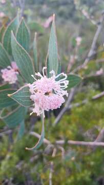 Image of Hakea neurophylla Meissn.