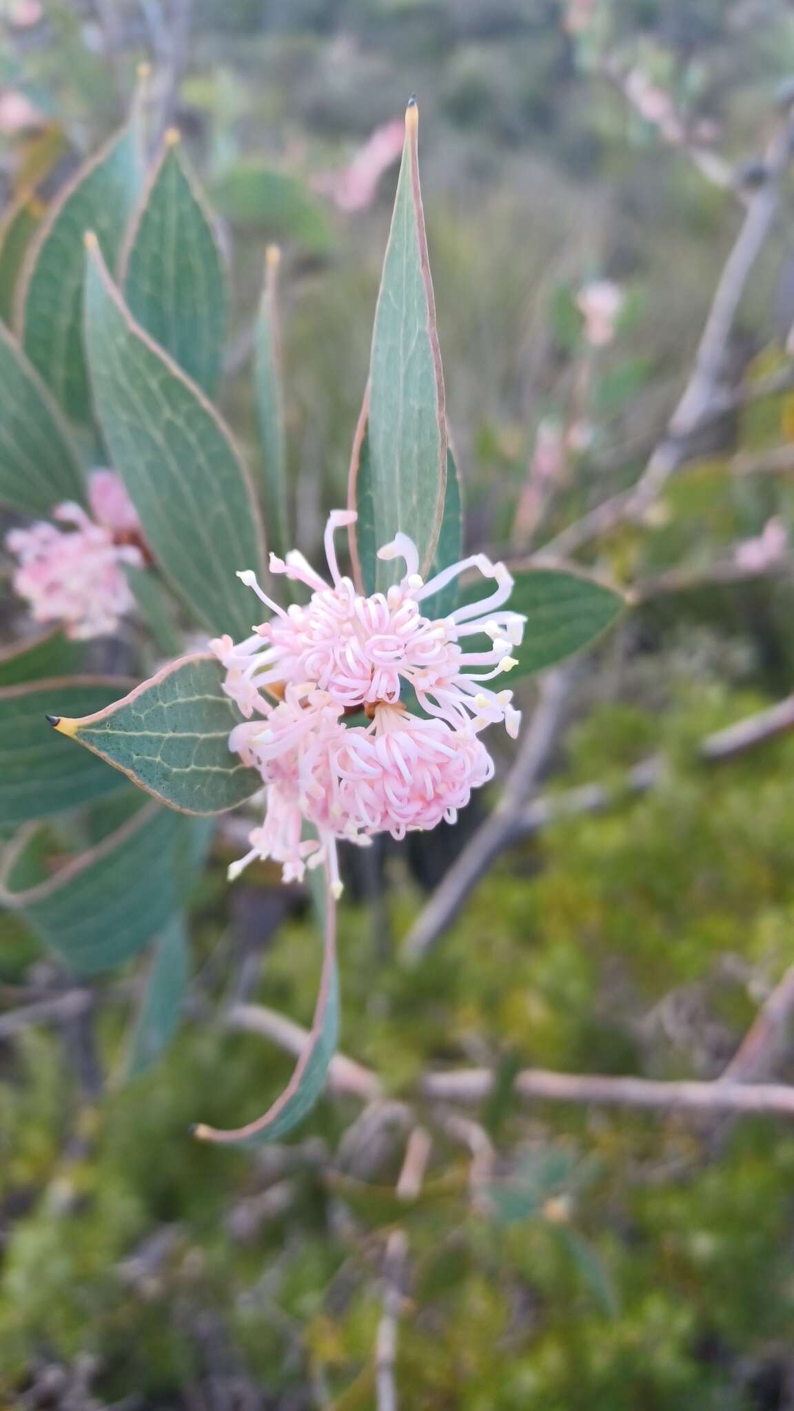 Image de Hakea neurophylla Meissn.