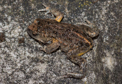 Image of Bibron’s Toadlet