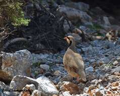 Image of Alectoris chukar cypriotes Hartert 1917