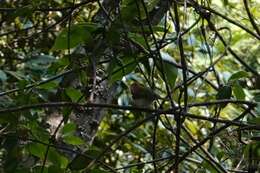 Image of Rufous-faced Warbler