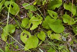 Image of Louisiana goldenrod