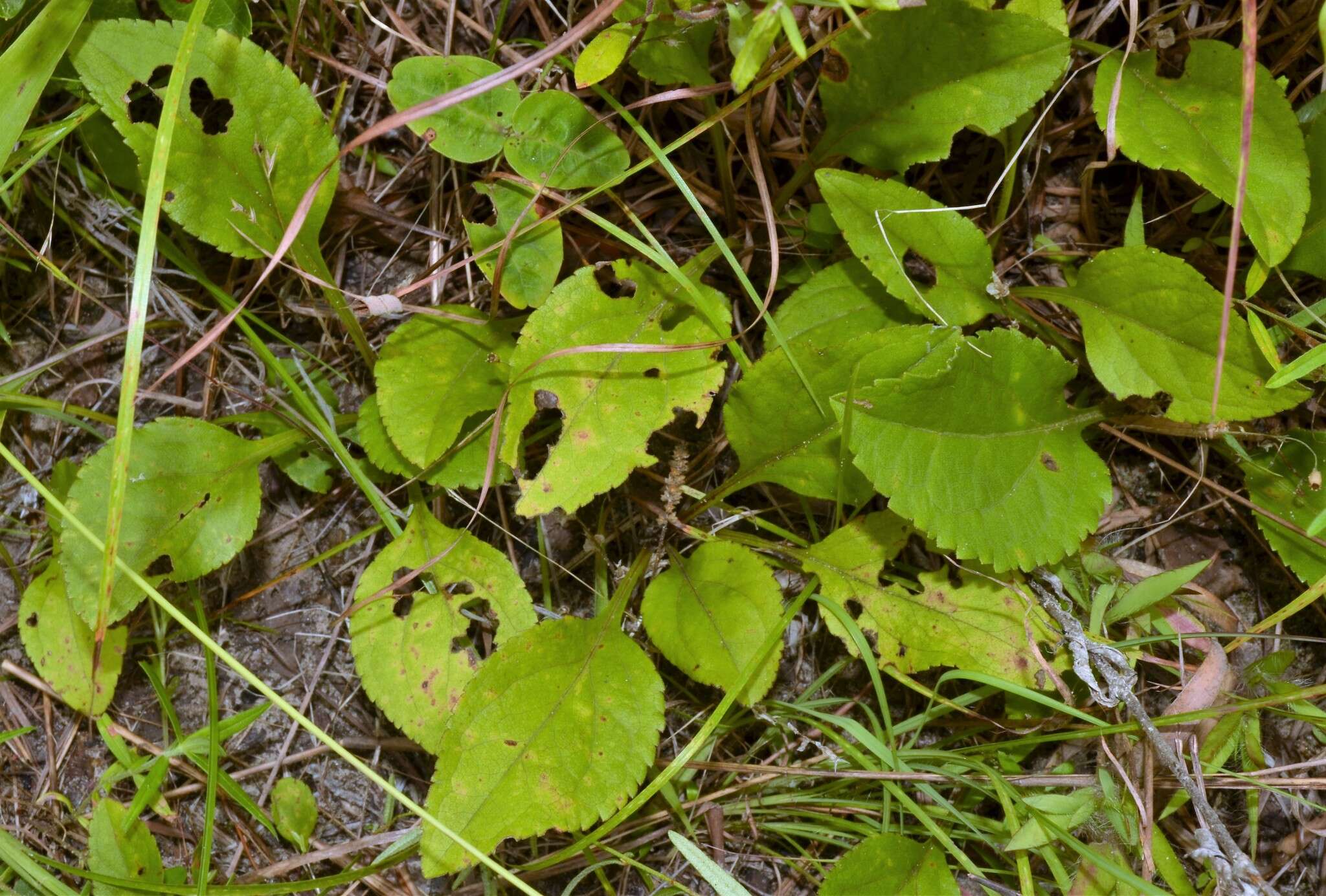 Image of Louisiana goldenrod