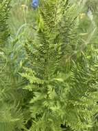 Image of Dryopteris athamantica (Kunze) O. Kuntze