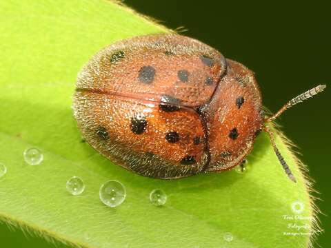 Image of Chelymorpha gressoria Boheman 1862