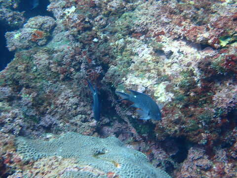 Image of Pearl-spot Chromis