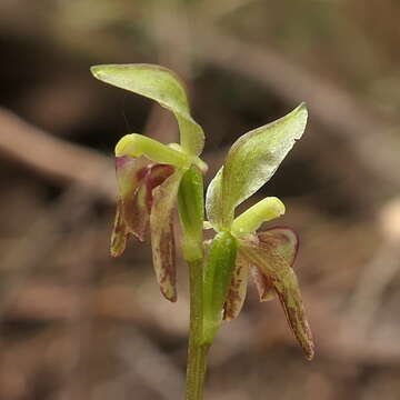 Plancia ëd Townsonia viridis (Hook. fil.) Schltr.