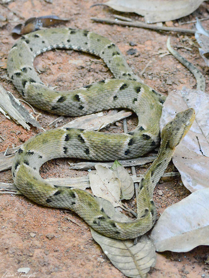 Image of Brazilian Lancehead