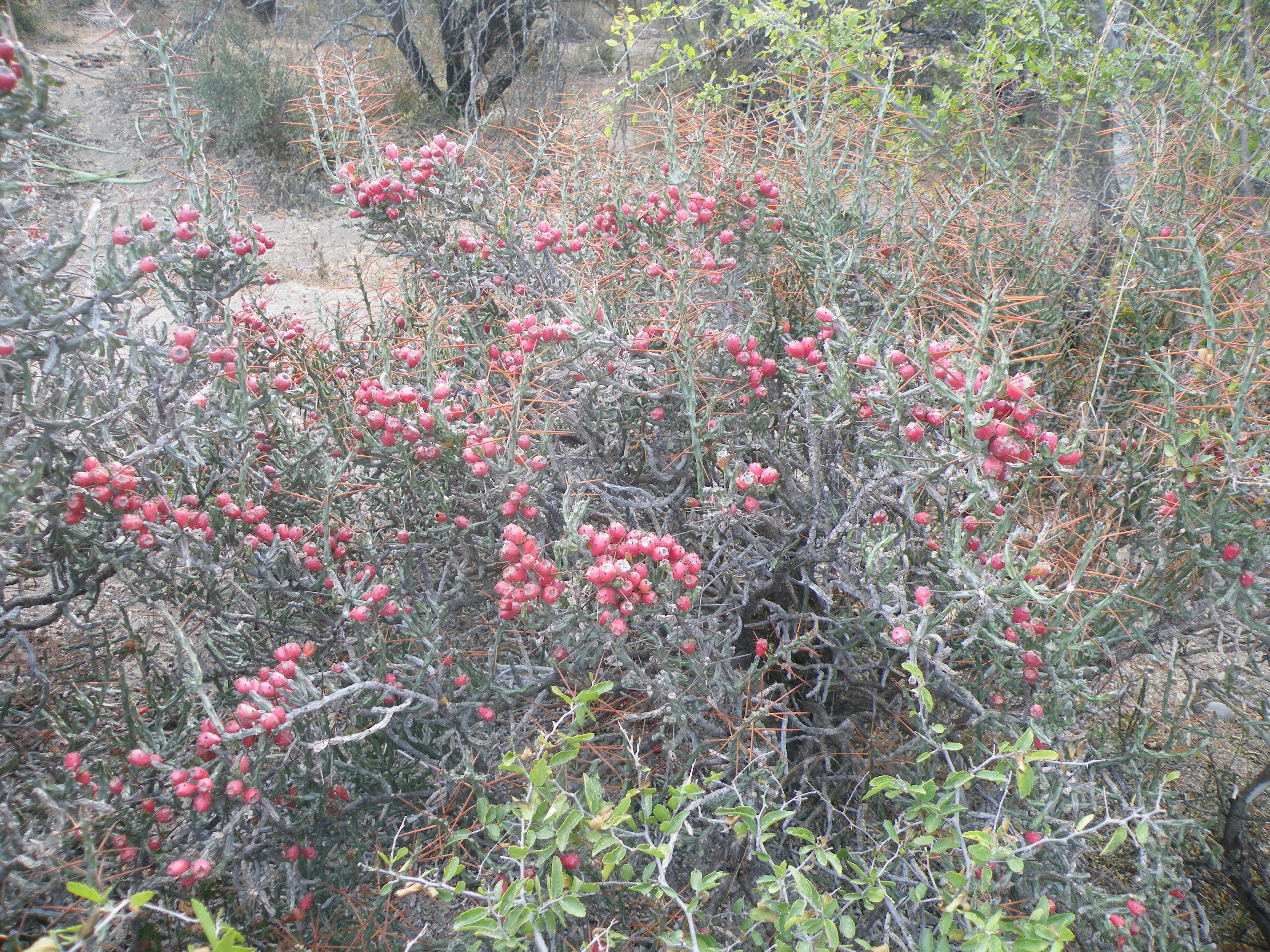 Image de Cylindropuntia leptocaulis (DC.) F. M. Knuth