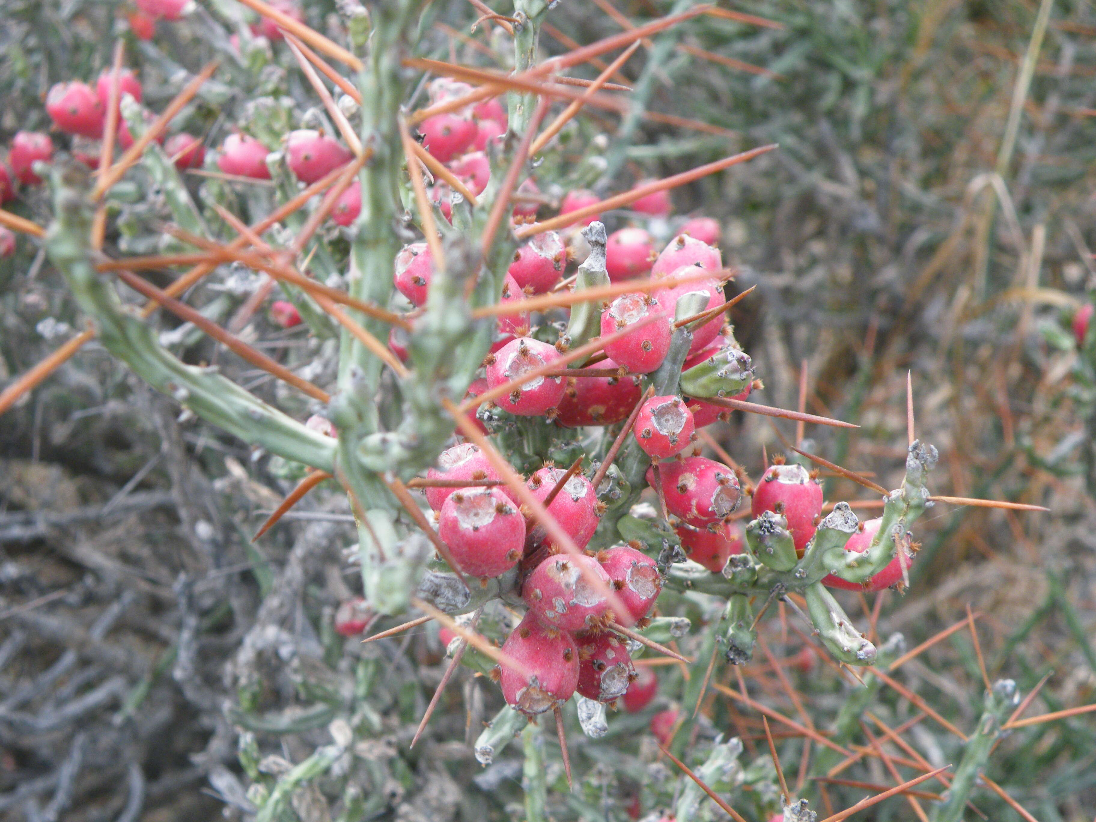 Image de Cylindropuntia leptocaulis (DC.) F. M. Knuth