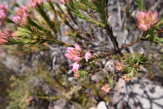 Image of Erica taxifolia