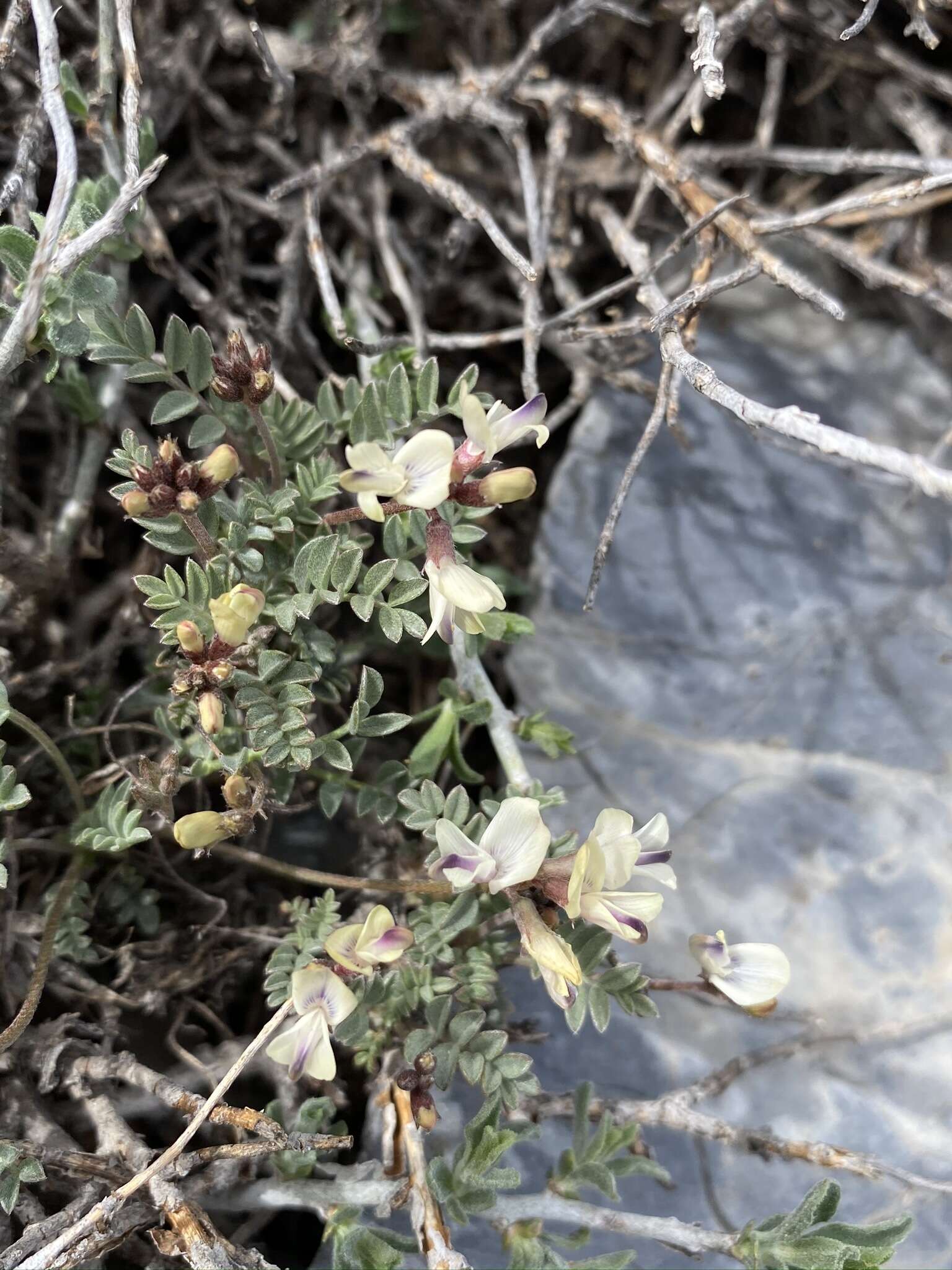 Imagem de Astragalus platytropis A. Gray