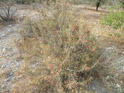 Image de Cylindropuntia leptocaulis (DC.) F. M. Knuth