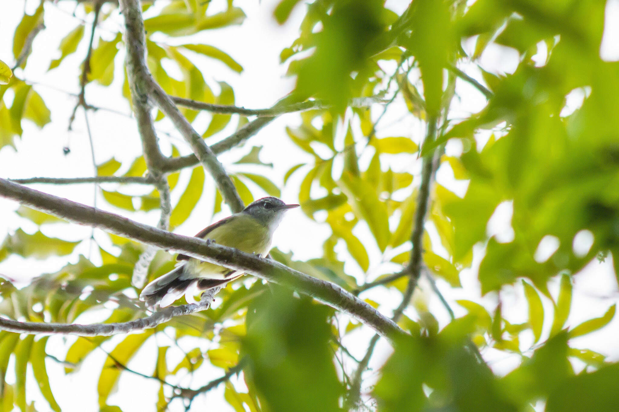 Image of Rufous-winged Antwren