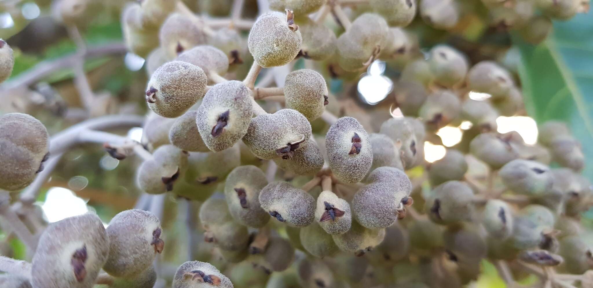 Image of Schefflera macrocarpa (Cham. & Schltdl.) Frodin