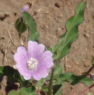 Image of Pink monsonia