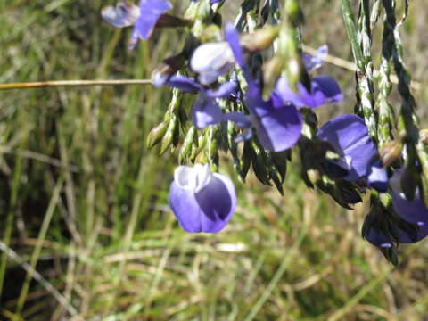 Image de <i>Psoralea congesta</i>