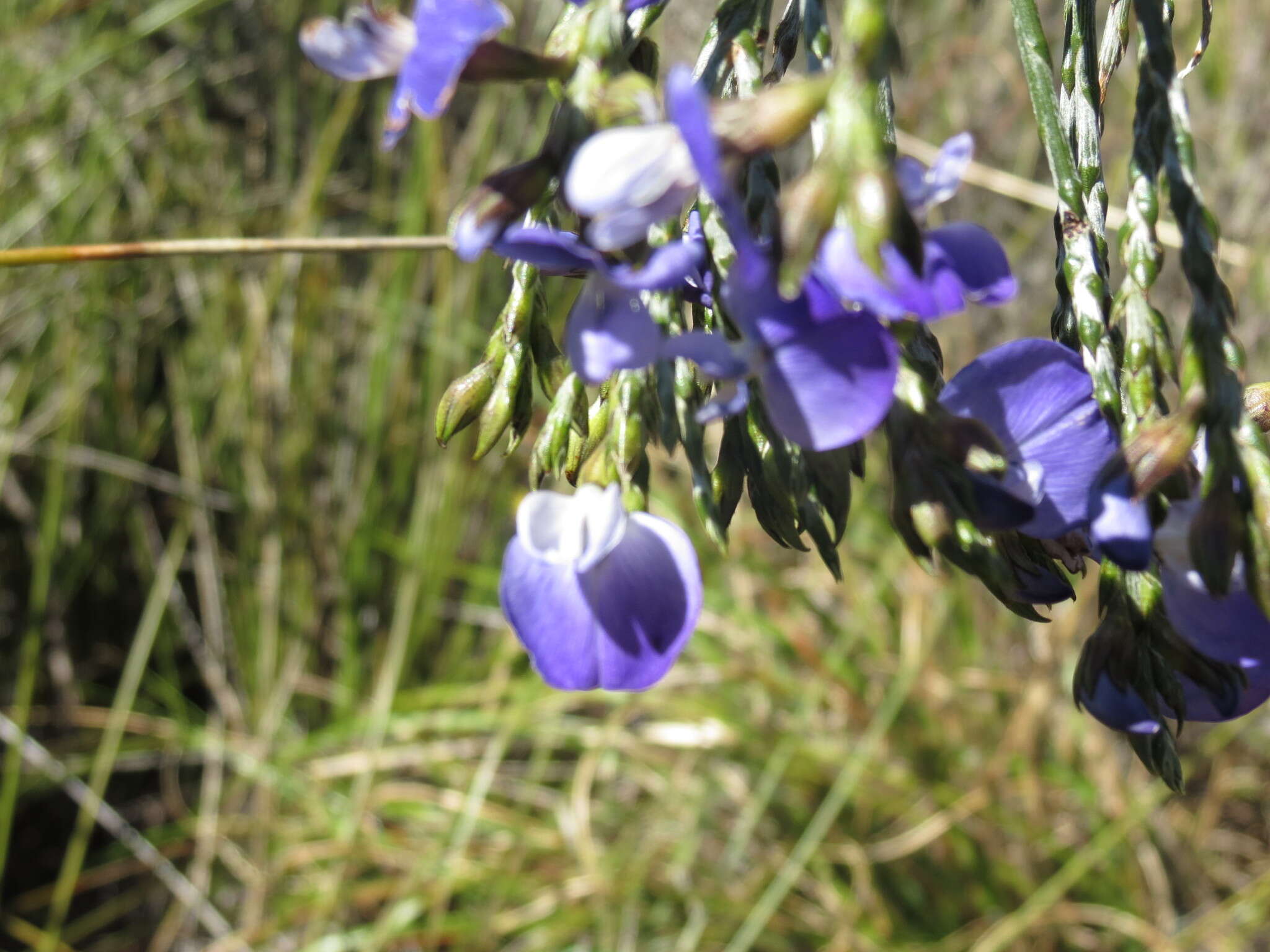 Plancia ëd <i>Psoralea congesta</i>