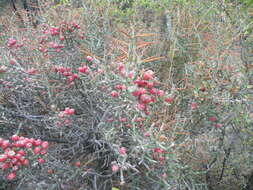 Image de Cylindropuntia leptocaulis (DC.) F. M. Knuth