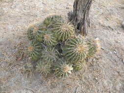 Image of Emory's barrel cactus