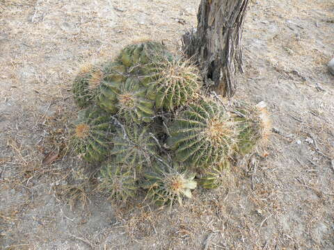 Image of Emory's barrel cactus