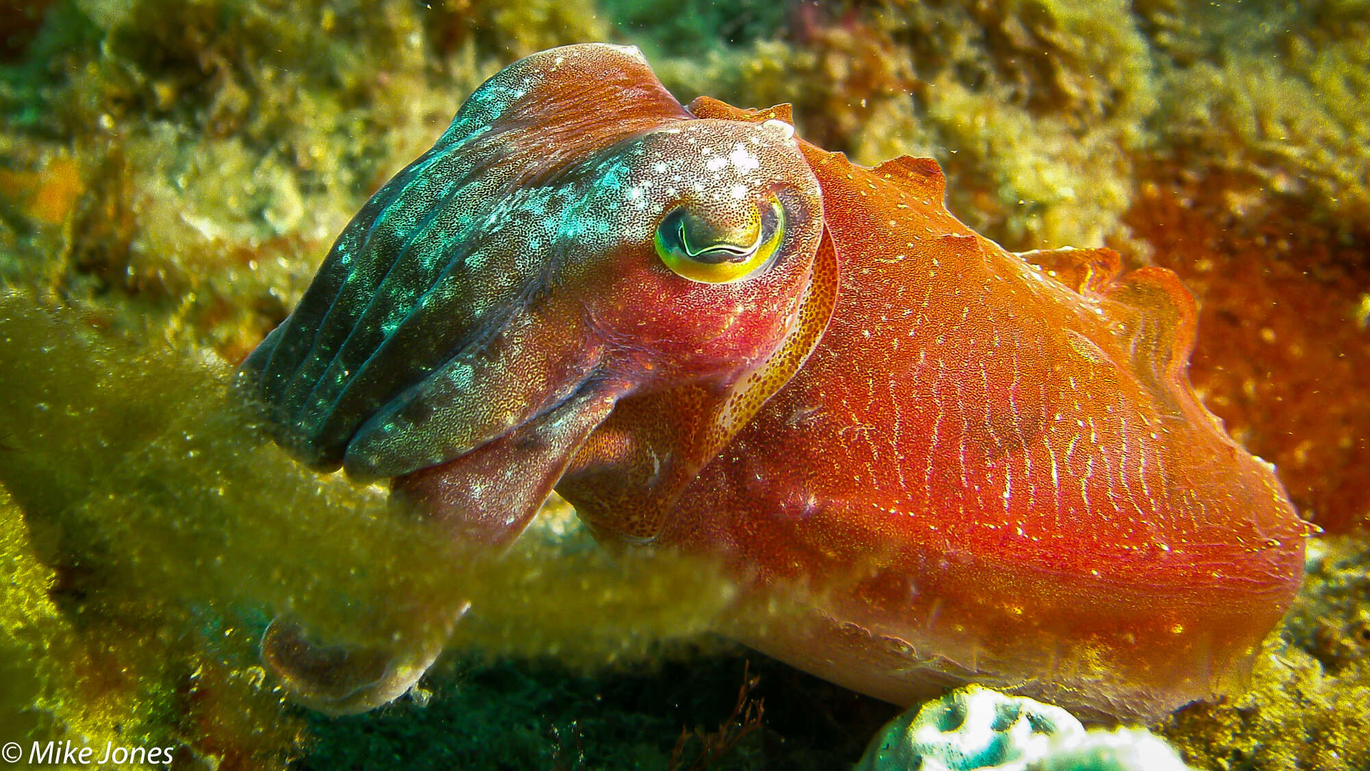 Image of Ken's cuttlefish