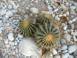 Image of Emory's barrel cactus
