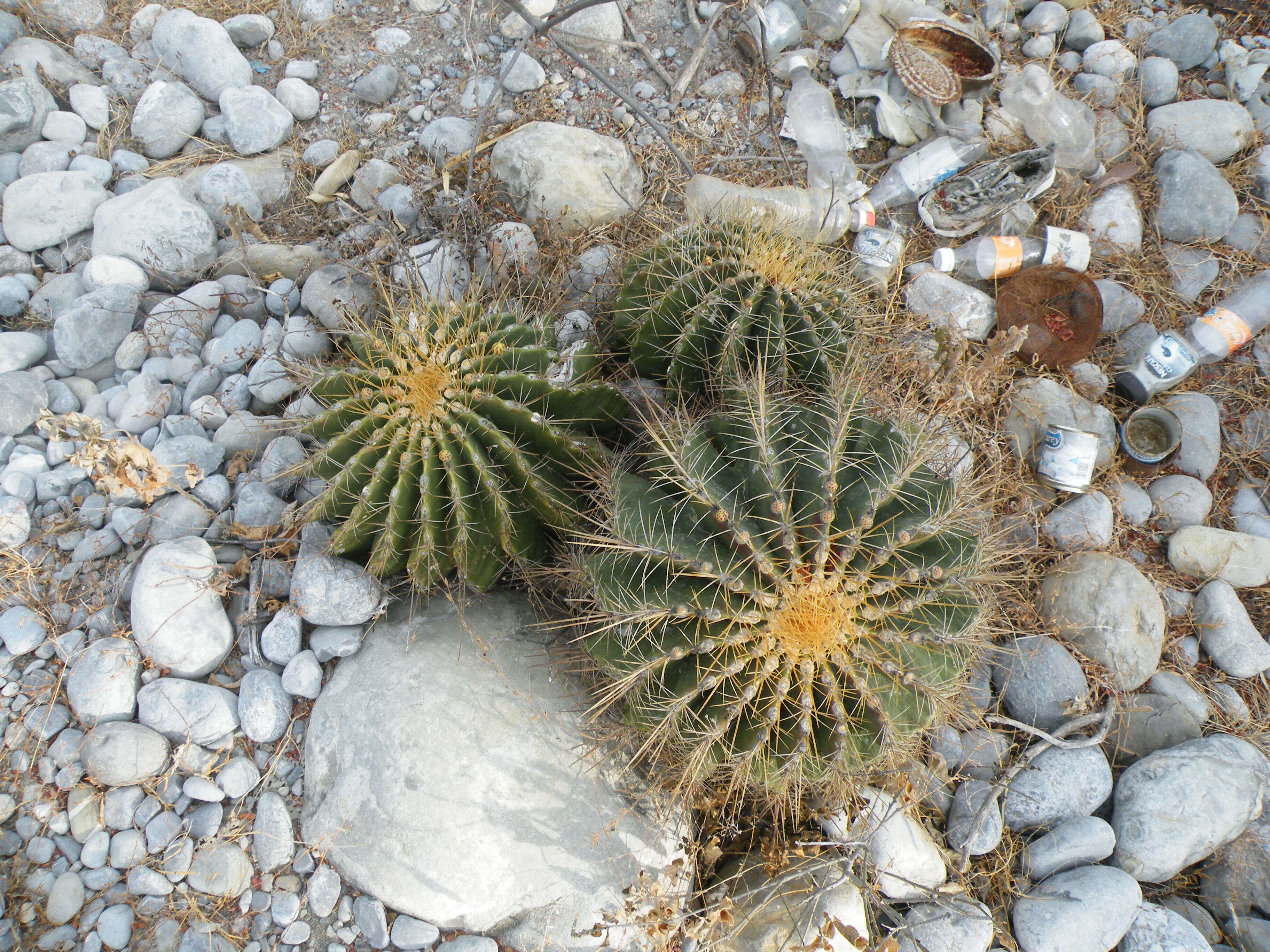 Image of Emory's barrel cactus