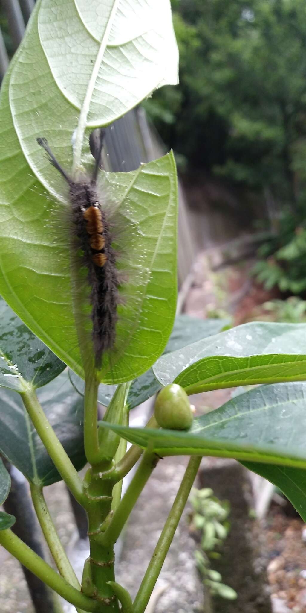 صورة Dasychira chekiangensis Collenette 1938