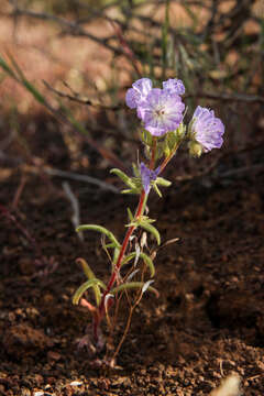 Image of threadleaf phacelia