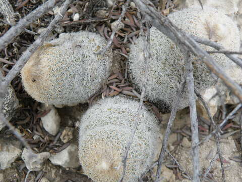 Image of Button Cactus