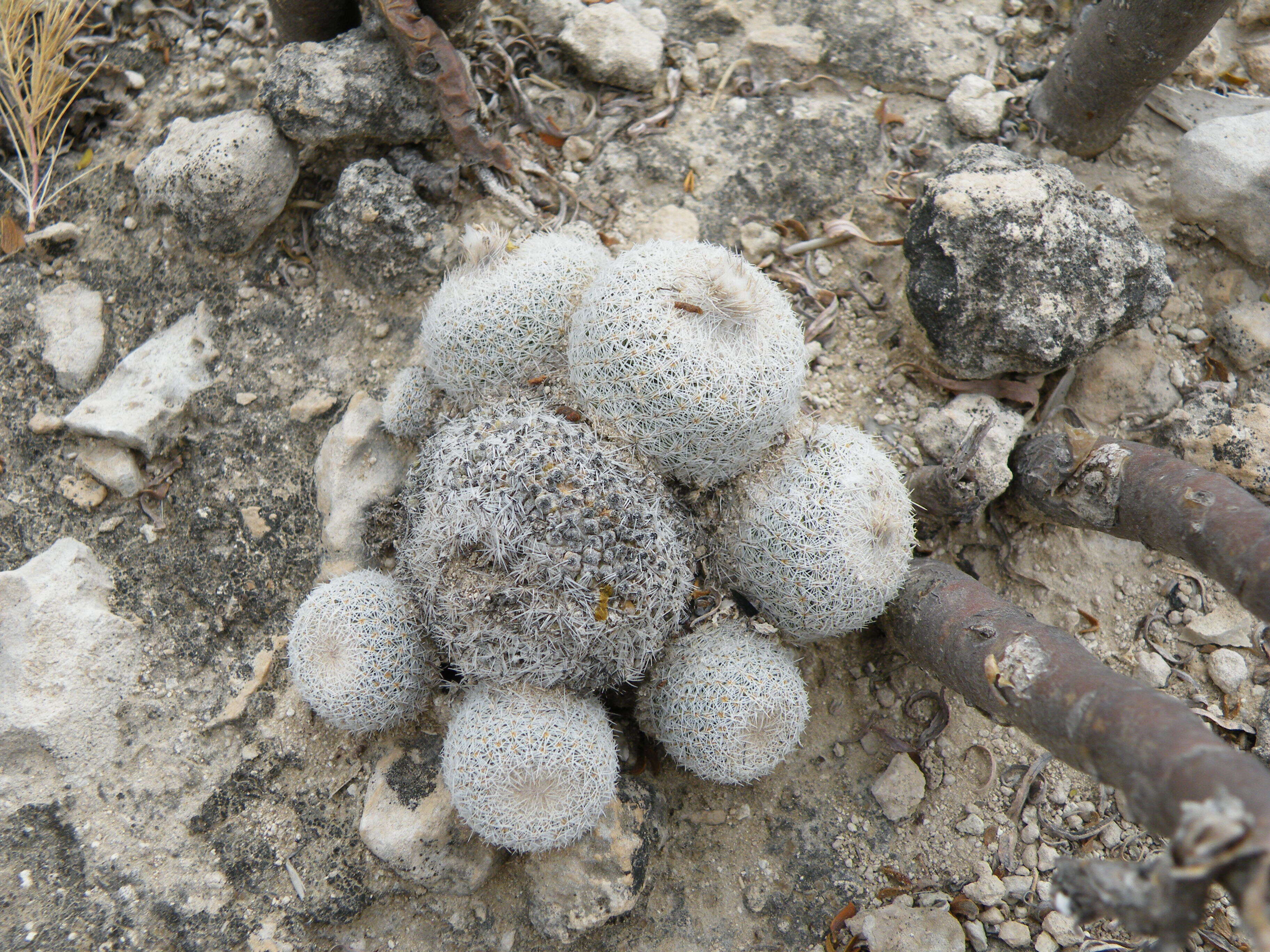 Image of Button Cactus